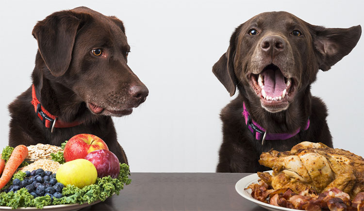Sem Tier 02/18 Ernährung Hund und Katze Naturheilkunde Schule